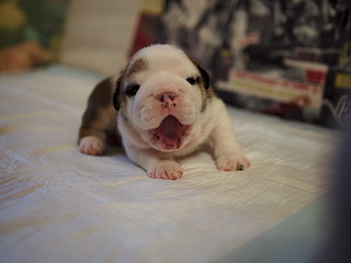 click for enlarge 1920 X 1440 353.5 Kb picture