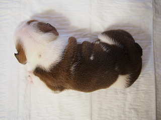 click for enlarge 1920 X 1440 430.6 Kb picture