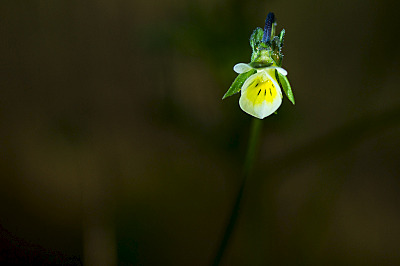 click for enlarge 800 X 532 182.4 Kb picture