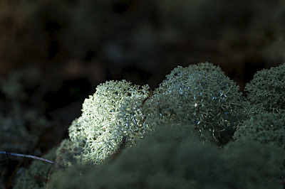 click for enlarge 800 X 532 279.7 Kb picture