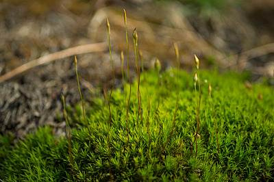 click for enlarge 800 X 532 384.0 Kb picture