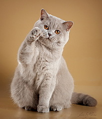 click for enlarge 429 X 500 55.5 Kb picture