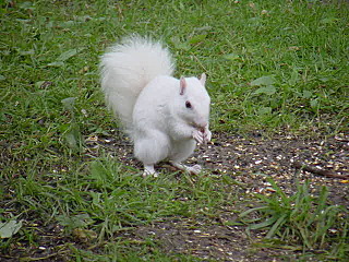 click for enlarge 640 X 480  37.8 Kb picture