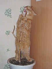 click for enlarge 768 X 1024 207.8 Kb picture