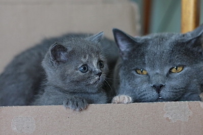 click for enlarge 800 X 533 126.8 Kb picture