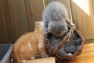 click for enlarge 800 X 533 132.0 Kb picture