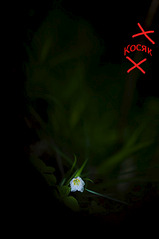 click for enlarge 598 X 900 65.6 Kb picture