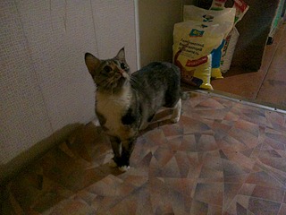 click for enlarge 1920 X 1440 591.4 Kb picture