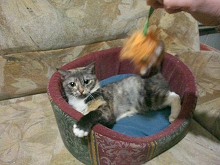 click for enlarge 1920 X 1440 565.1 Kb picture