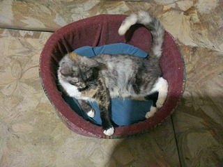 click for enlarge 1920 X 1440 601.5 Kb picture