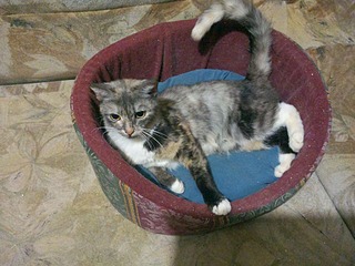 click for enlarge 1920 X 1440 669.9 Kb picture