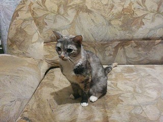 click for enlarge 1920 X 1440 599.8 Kb picture