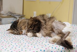 click for enlarge 604 X 404 47.9 Kb picture