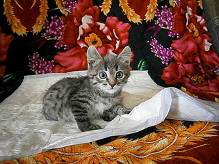 click for enlarge 1920 X 1440 635.6 Kb picture