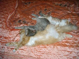 click for enlarge 604 X 453  71.2 Kb picture