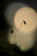 click for enlarge 531 X 800  35.1 Kb picture