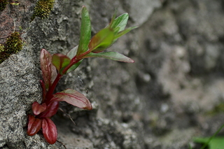 click for enlarge 1920 X 1280 162.3 Kb picture