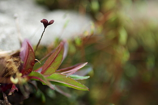 click for enlarge 1920 X 1280 935.8 Kb picture