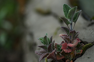 click for enlarge 1920 X 1280 881.6 Kb picture