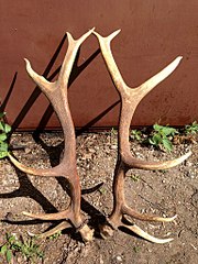 click for enlarge 768 X 1024 271.1 Kb picture