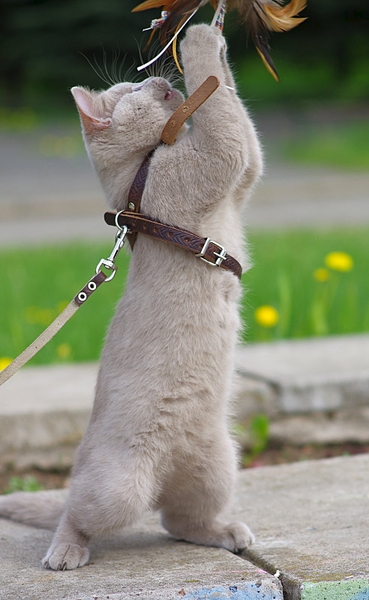 click for enlarge 984 X 1600 556.3 Kb picture