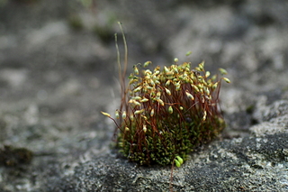 click for enlarge 1920 X 1280 152.3 Kb picture