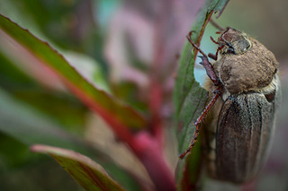 click for enlarge 1920 X 1280 406.5 Kb picture