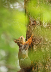 click for enlarge 768 X 1094 676.1 Kb picture