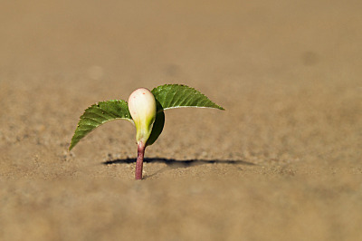 click for enlarge 800 X 532 215.5 Kb picture