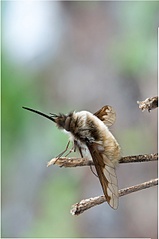 click for enlarge 798 X 1200 180.7 Kb picture