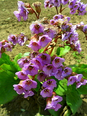 click for enlarge 1920 X 2560 381.2 Kb picture