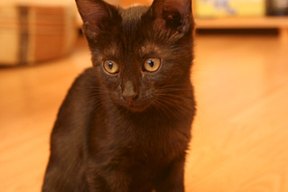 click for enlarge 800 X 533 234.0 Kb picture