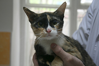 click for enlarge 800 X 533 259.5 Kb picture