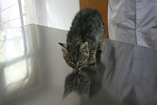 click for enlarge 800 X 533 235.5 Kb picture