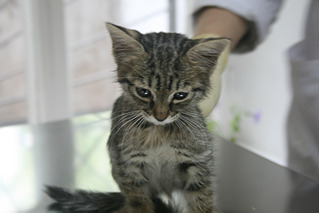 click for enlarge 800 X 533 226.1 Kb picture