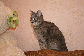 click for enlarge 800 X 533 362.7 Kb picture