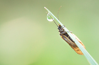 click for enlarge 900 X 594 220.2 Kb picture