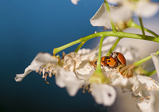 click for enlarge 900 X 631 300.3 Kb picture