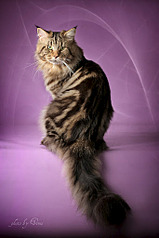 click for enlarge 341 X 512 35.6 Kb picture