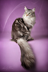 click for enlarge 341 X 512 36.6 Kb picture