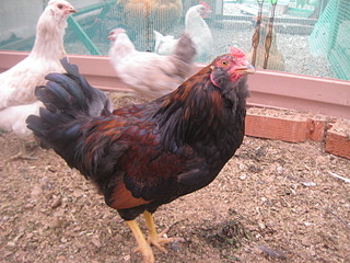 click for enlarge 1920 X 1440 731.2 Kb picture