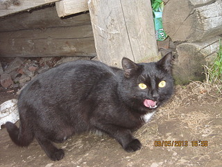 click for enlarge 1920 X 1440 827.2 Kb picture