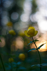 click for enlarge 1004 X 1500 111.7 Kb picture