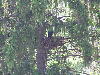 click for enlarge 1920 X 1440 851.9 Kb picture