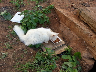 click for enlarge 1920 X 1440 428.5 Kb picture