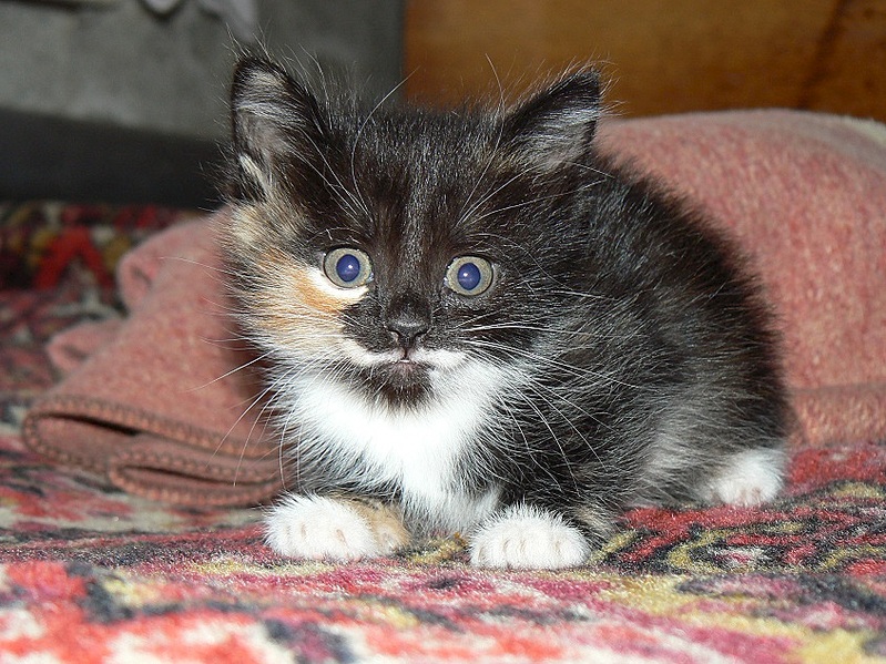 click for enlarge 845 X 634 233.3 Kb picture