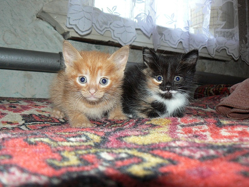 click for enlarge 845 X 634 205.3 Kb picture