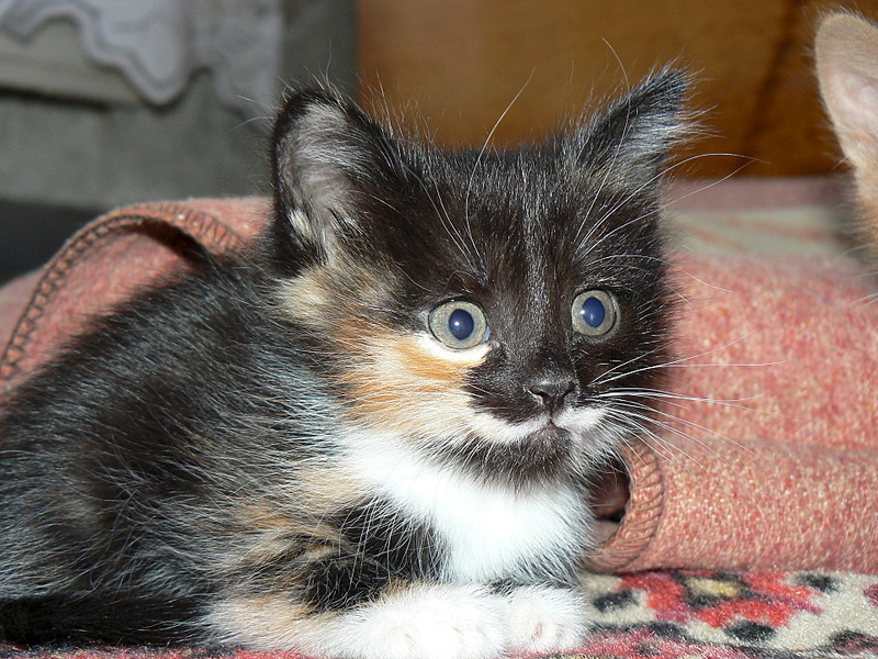 click for enlarge 1920 X 1440 344.9 Kb picture