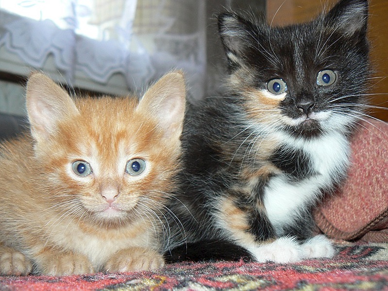 click for enlarge 845 X 634 241.7 Kb picture