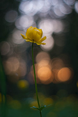 click for enlarge 1004 X 1500 99.8 Kb picture